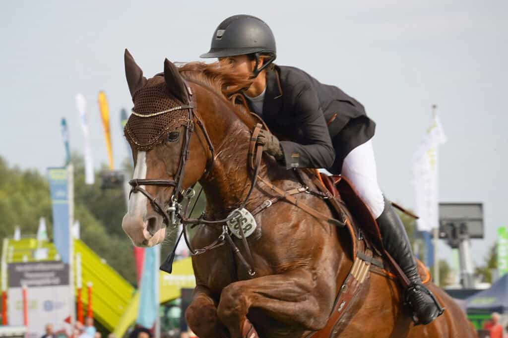 Split Rock Hunter Jumper Classic I