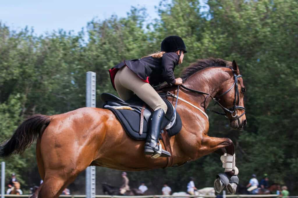 International Show Jumping - Busto Arsizio