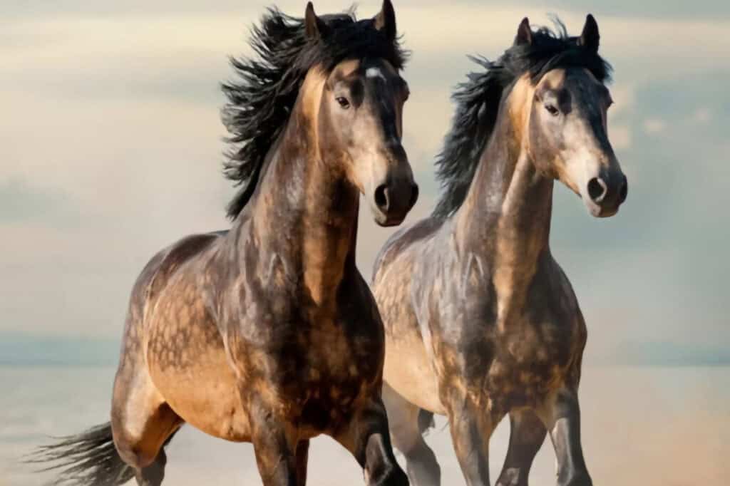 Valencia Standard Show